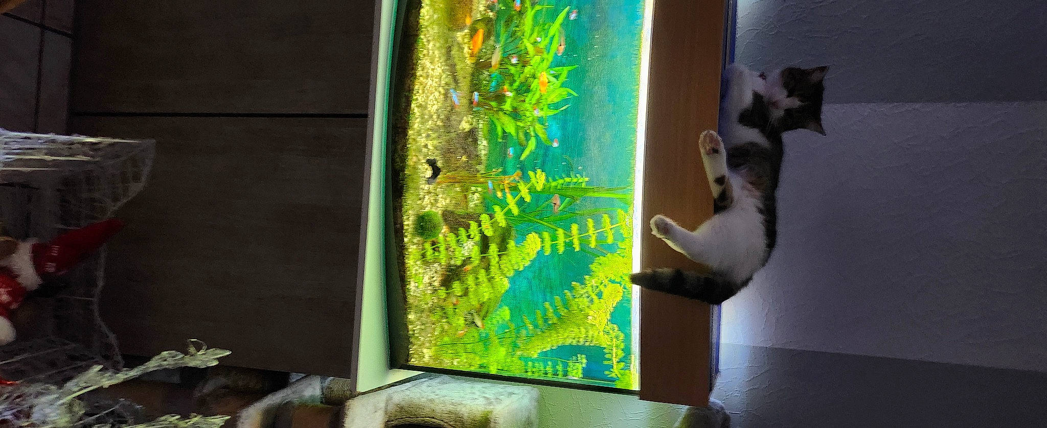 Cleo a rejoint le concours — aidez-le/la à gagner de superbes lots ! adaptation, art, cat, display_device, felidae, glass, grass, modern_art, organism, paint, plant, rectangle, room, still_life_photography, tail, tree, visual_arts, whiskers, window, wood