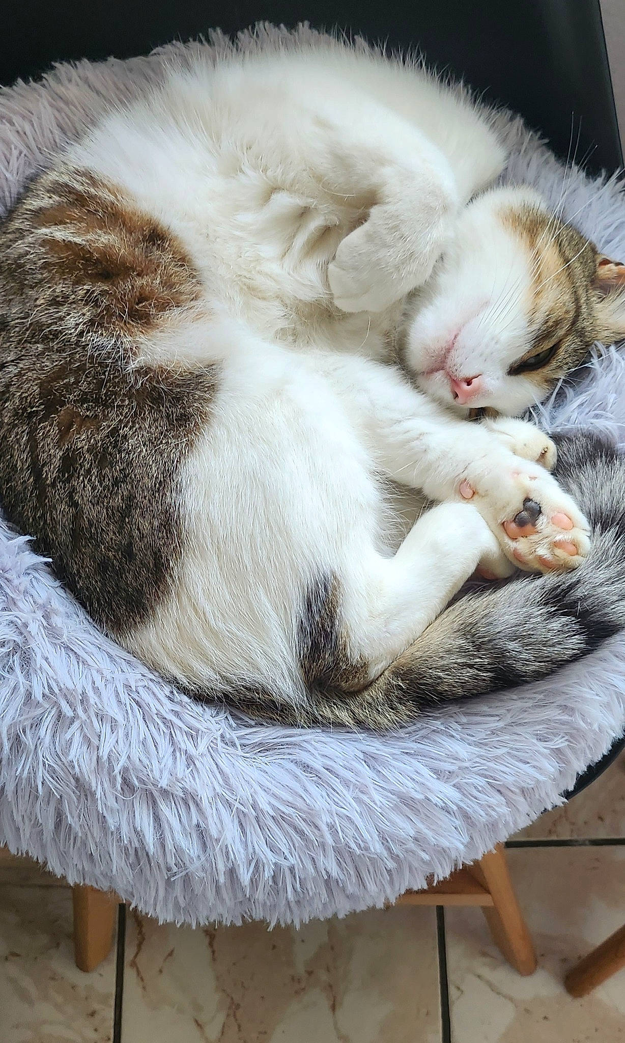 Cleo a rejoint le concours — aidez-le/la à gagner de superbes lots ! carnivore, cat, cat_supply, claw, comfort, domestic_short_haired_cat, fawn, felidae, fur, nap, natural_material, paw, sleep, small_to_medium_sized_cats, snout, tail, terrestrial_animal, whiskers