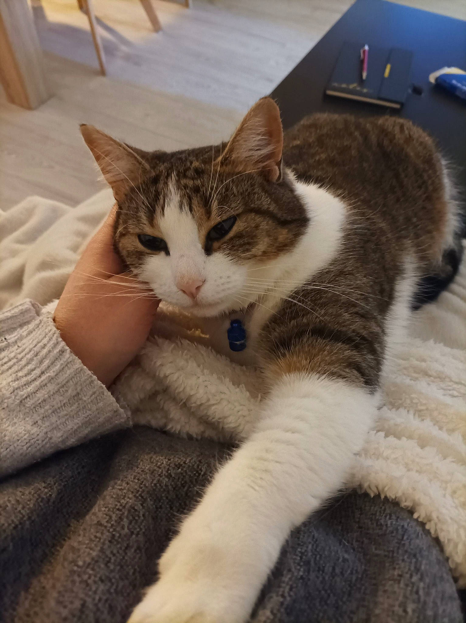 Cleo a rejoint le concours — aidez-le/la à gagner de superbes lots ! carnivore, cat, claw, comfort, domestic_short_haired_cat, felidae, fur, nap, paw, sitting, small_to_medium_sized_cats, snout, tail, whiskers