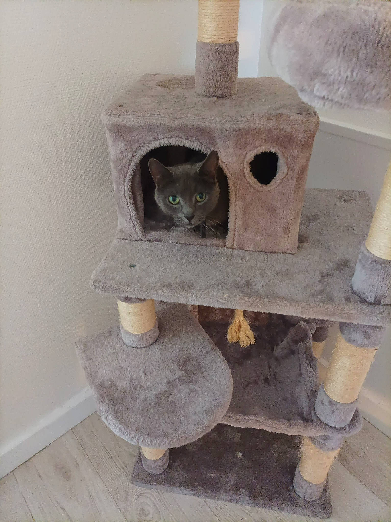 Gribouille participe au concours pour gagner de l'argent avec cette photo : birdhouse, carnivore, cat, cat_furniture, cat_supply, felidae, fur, grey, hardwood, metal, pet_supply, room, shelf, shelving, small_to_medium_sized_cats, tail, twig, whiskers, wood