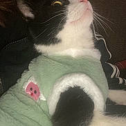 Sheldon a rejoint le concours — aidez-le/la à gagner de superbes lots ! alert, animal, black_and_white, black_background, cat, cozy, cute, domestic_animal, feline, fur, indoor, looking_up, patch, pet_clothing, pink_nose, portrait, side_view, soft_texture, sweater, whiskers