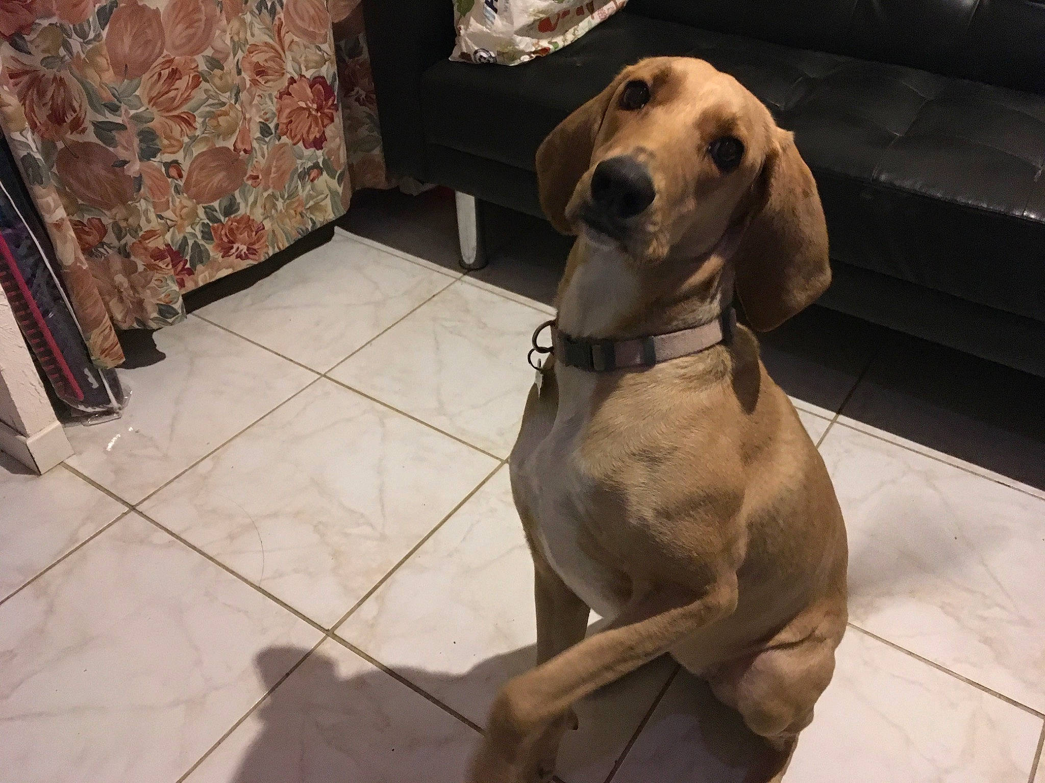 Kim participe au concours pour gagner de l'argent avec cette photo : ancient_dog_breeds, canidae, carnivore, collar, companion_dog, curtain, dog, dog_breed, dog_collar, dog_supply, fawn, flooring, liver, metal, non_sporting_group, pet_supply, snout, sporting_group, whiskers, working_animal