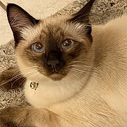 Kaos joined the competition — help win amazing prizes! cat, siamese_cat, blue_eyes, bell_collar, fur, whiskers, ears, nose, paws, carpet, texture, indoor, pet, animal, mammal, closeup, resting, cute, domestic, feline