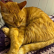 Garfield is registered to the contest to win money with this photo: animal, cat, closeup, cozy, cute, domestic_cat, feline, fur, indoor, knitted_blanket, orange_cat, paws, pet, relaxed, resting, sleeping, soft, tail, warm, whiskers