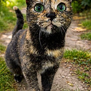 Little One joined the competition — help win amazing prizes! cat, tortoiseshell_cat, green_eyes, whiskers, outdoor, grass, path, close_up, pet, feline, paws, portrait, curious, fur, ears, nose, tail, walking, nature, daylight
