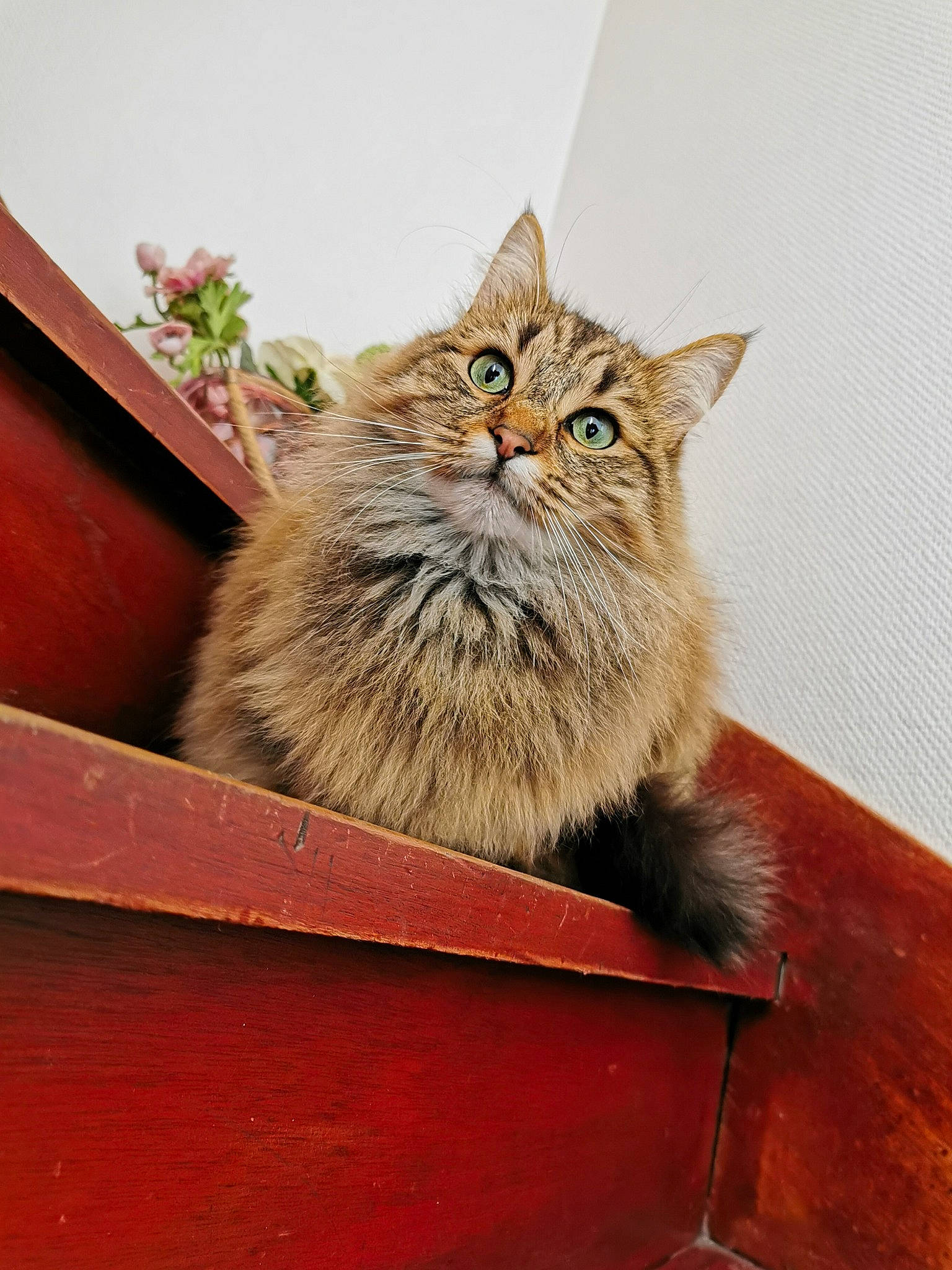 Marley a rejoint le concours — aidez-le/la à gagner de superbes lots ! art, carnivore, cat, domestic_short_haired_cat, fawn, felidae, flooring, fur, hardwood, plant, plywood, small_to_medium_sized_cats, snout, tail, terrestrial_animal, whiskers, window, wood, wood_stain