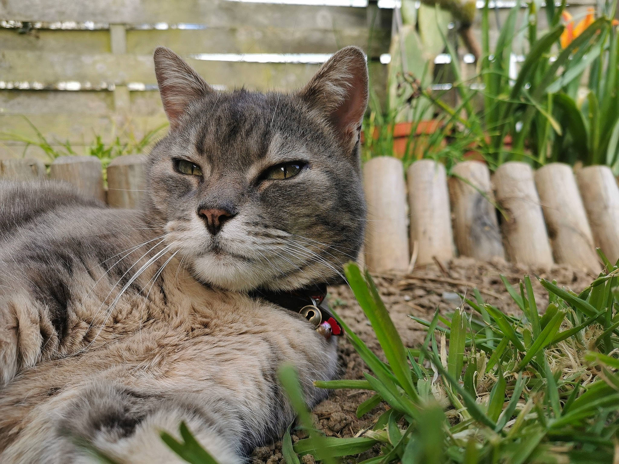 Ponpon a rejoint le concours — aidez-le/la à gagner de superbes lots ! carnivore, cat, domestic_short_haired_cat, fawn, felidae, fur, grass, groundcover, houseplant, lynx, mammal, plant, small_to_medium_sized_cats, snout, tail, terrestrial_animal, tree, vertebrate, whiskers, wildlife