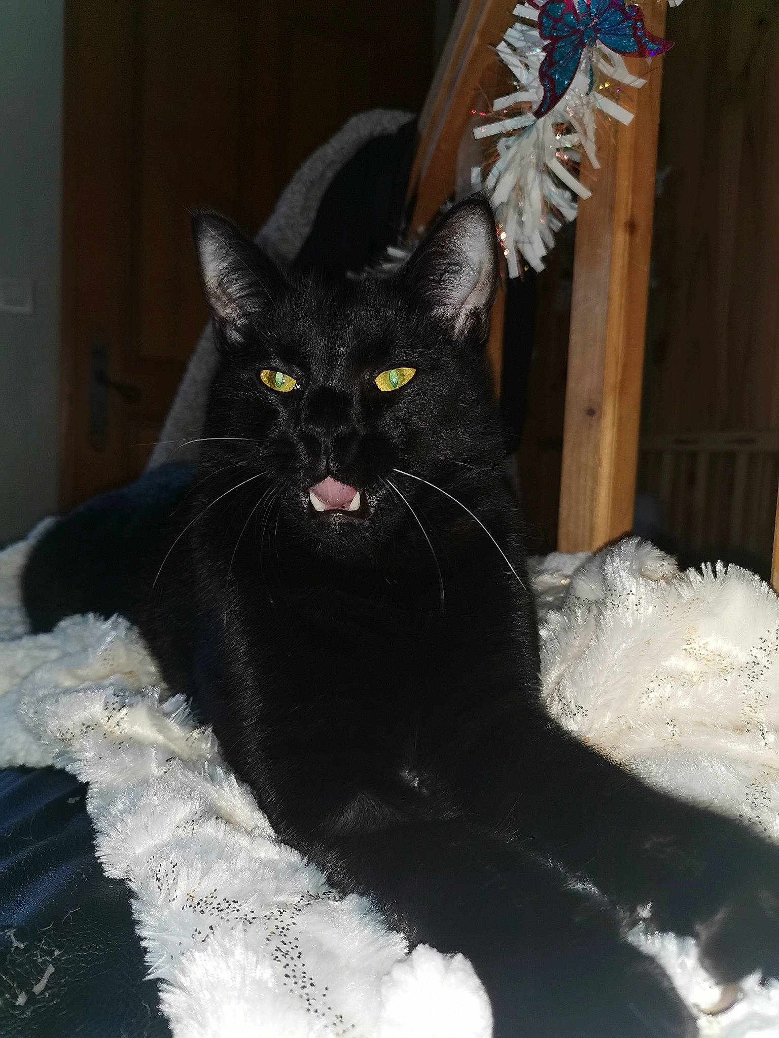 Grinder participe au concours pour gagner de l'argent avec cette photo : black_cat, bombay, carnivore, cat, cat_supply, claw, comfort, domestic_short_haired_cat, felidae, fur, paw, sitting, small_to_medium_sized_cats, snout, tail, whiskers, window