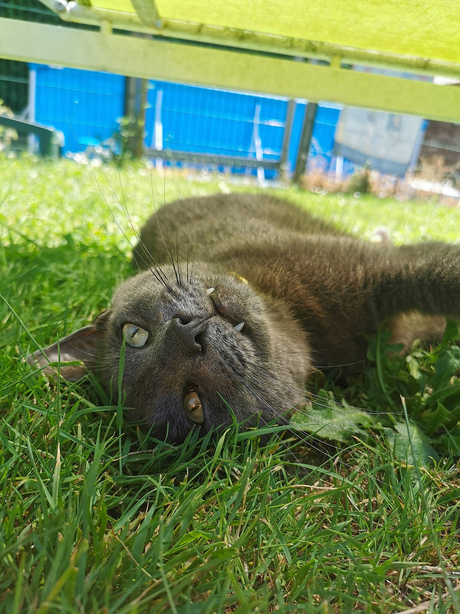 Fatou a rejoint le concours — aidez-le/la à gagner de superbes lots ! big_cats, canidae, carnivore, companion_dog, dog_breed, domestic_short_haired_cat, fawn, felidae, fur, grass, groundcover, marine_mammal, plant, small_to_medium_sized_cats, snout, sporting_group, terrestrial_animal, whiskers, wildlife, working_animal