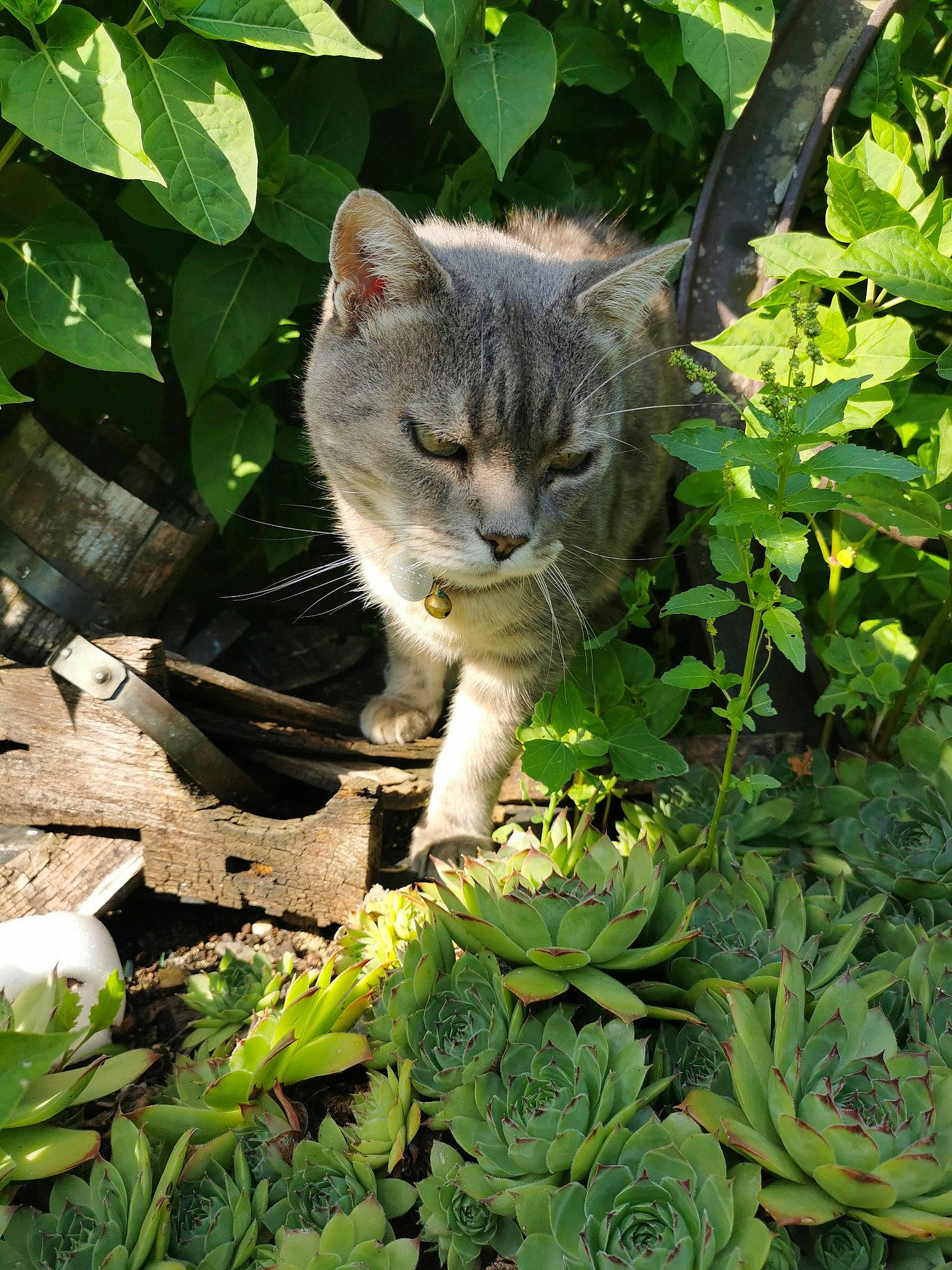 Ponpon a rejoint le concours — aidez-le/la à gagner de superbes lots ! botany, carnivore, cat, domestic_short_haired_cat, fawn, felidae, fur, grass, groundcover, herb, leaf, leaf_vegetable, plant, shrub, small_to_medium_sized_cats, snout, tail, terrestrial_animal, tree, whiskers