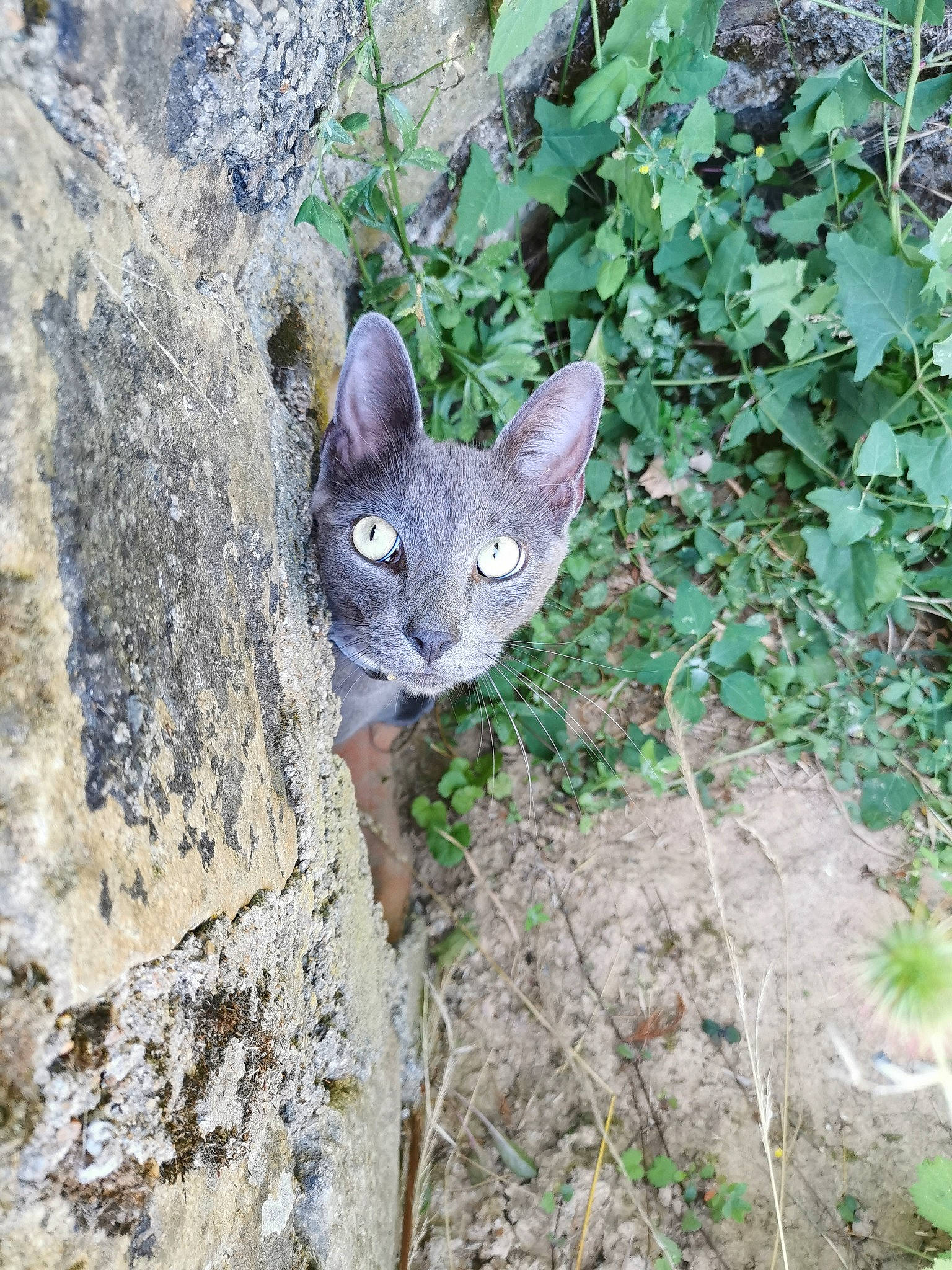 Fatou a rejoint le concours — aidez-le/la à gagner de superbes lots ! annual_plant, bedrock, carnivore, cat, domestic_short_haired_cat, electric_blue, felidae, grass, groundcover, plant, russian_blue, small_to_medium_sized_cats, snout, soil, tail, terrestrial_animal, tree, whiskers, wildlife