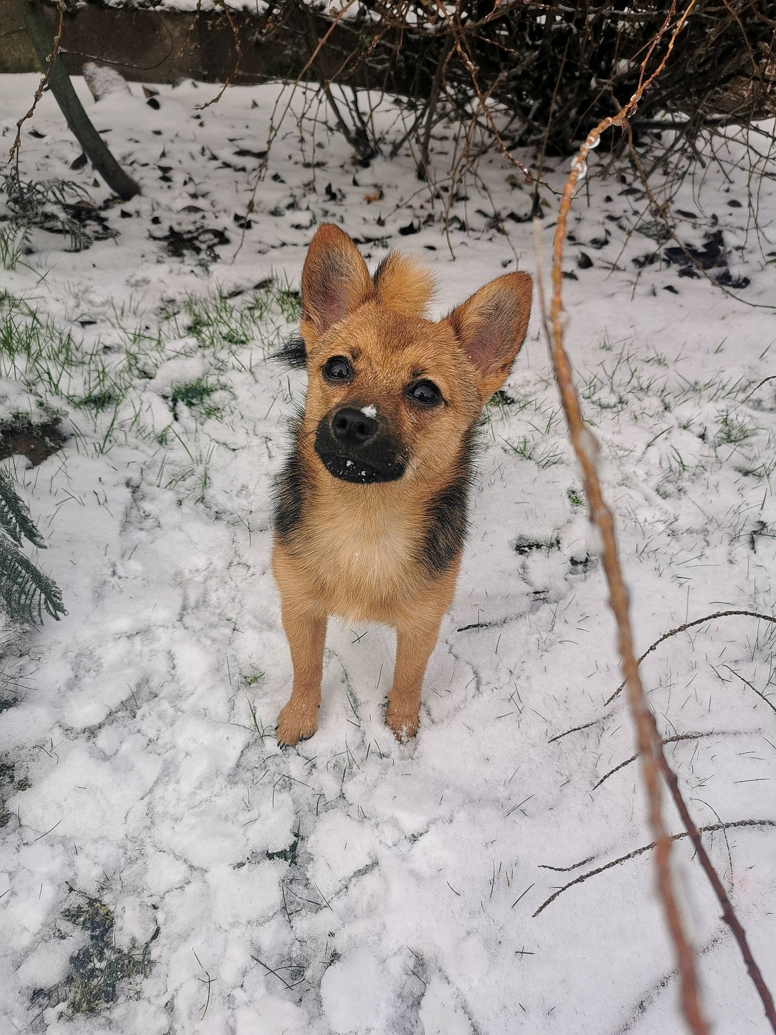 Blue Sky a rejoint le concours — aidez-le/la à gagner de superbes lots ! canidae, carnivore, companion_dog, dog, dog_breed, fawn, freezing, fur, plant, snout, snow, sporting_group, tail, terrestrial_animal, tree, twig, whiskers, wildlife, winter
