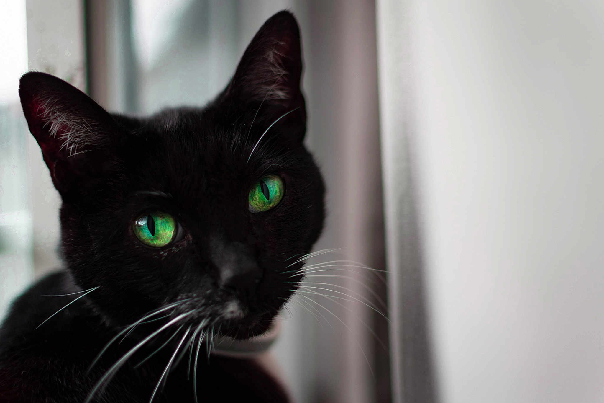 Callisto