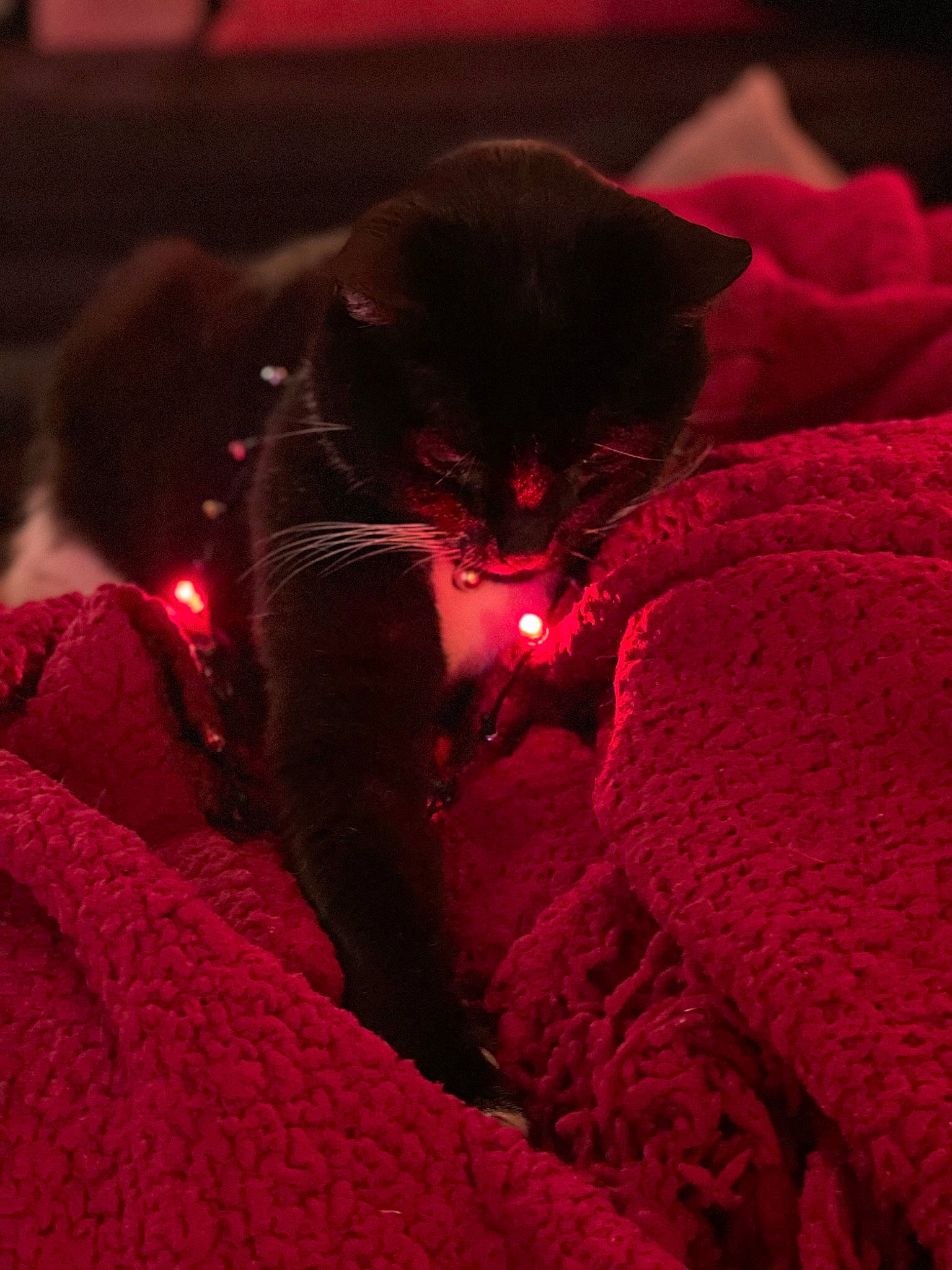 Callisto joined the competition — help win amazing prizes! carmine, carnivore, cat, comfort, darkness, felidae, flesh, fur, linens, magenta, pattern, petal, pink, purple, sleeve, small_to_medium_sized_cats, textile, tints_and_shades, velvet, whiskers