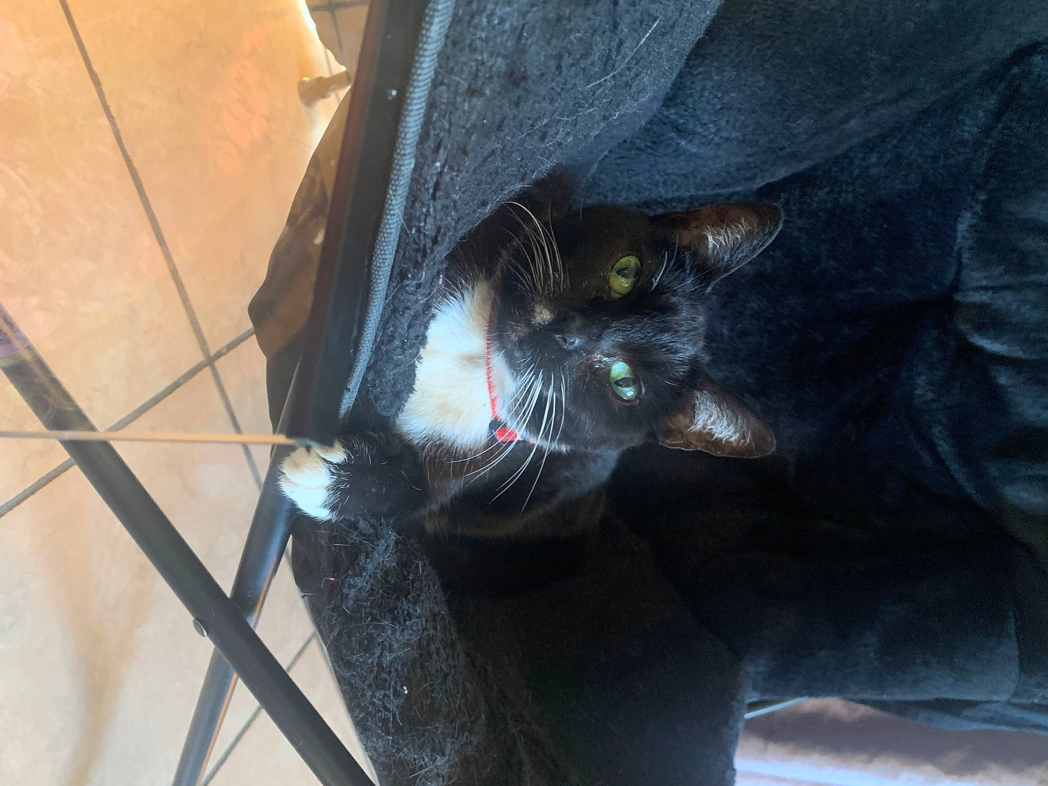 Callisto joined the competition — help win amazing prizes! black_cat, carnivore, cat, claw, comfort, domestic_short_haired_cat, felidae, fur, human_leg, paw, small_to_medium_sized_cats, snout, sporting_group, tail, terrestrial_animal, whiskers