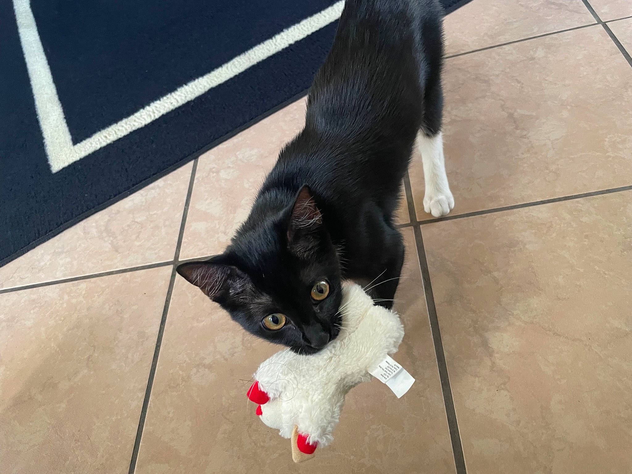 Sophie-callisto is registered to the contest to win money with this photo: black_cat, canidae, carnivore, cat, claw, dog_breed, domestic_short_haired_cat, felidae, floor, flooring, foot, fur, hardwood, paw, shadow, small_to_medium_sized_cats, snout, tail, terrestrial_animal, whiskers