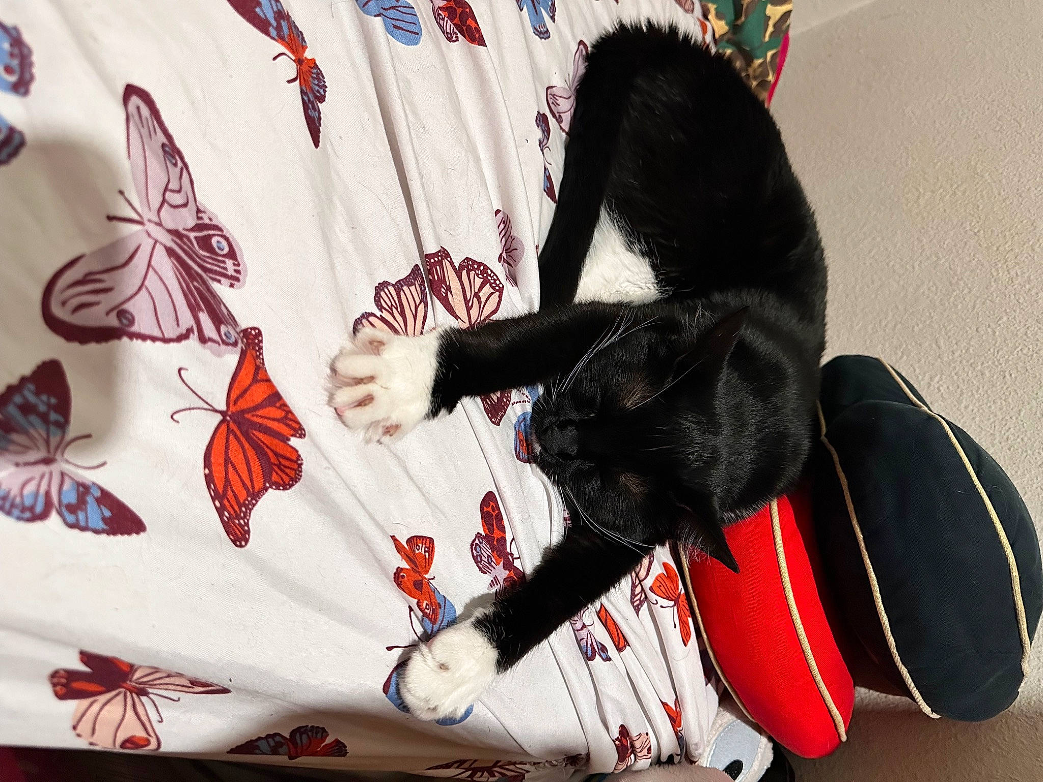 Sophie-callisto joined the competition — help win amazing prizes! art, arthropod, butterfly, cap, carmine, event, fashion_accessory, font, hat, human_leg, illustration, insect, moths_and_butterflies, pattern, pollinator, red, textile, visual_arts, white, wing