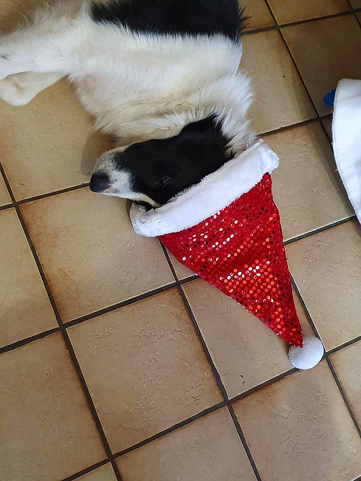 Haribo participe au concours pour gagner de l'argent avec cette photo : canidae, carnivore, christmas_stocking, companion_dog, dog, dog_breed, sporting_group, tail