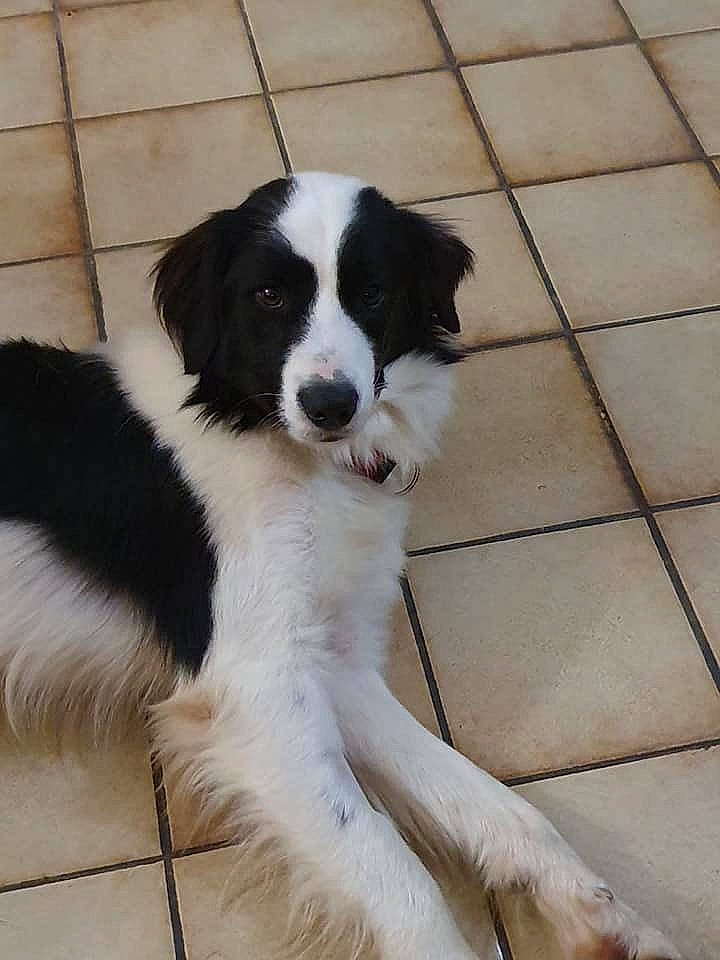 Haribo participe au concours pour gagner de l'argent avec cette photo : australian_collie, border_collie, bucovina_shepherd_dog, canidae, carnivore, companion_dog, dog, dog_breed, drentse_patrijshond, english_shepherd, herding_dog, karakachan_dog, landseer, mammal, mucuchies, rare_breed_dog, sporting_group, stabyhoun, tornjak, vertebrate