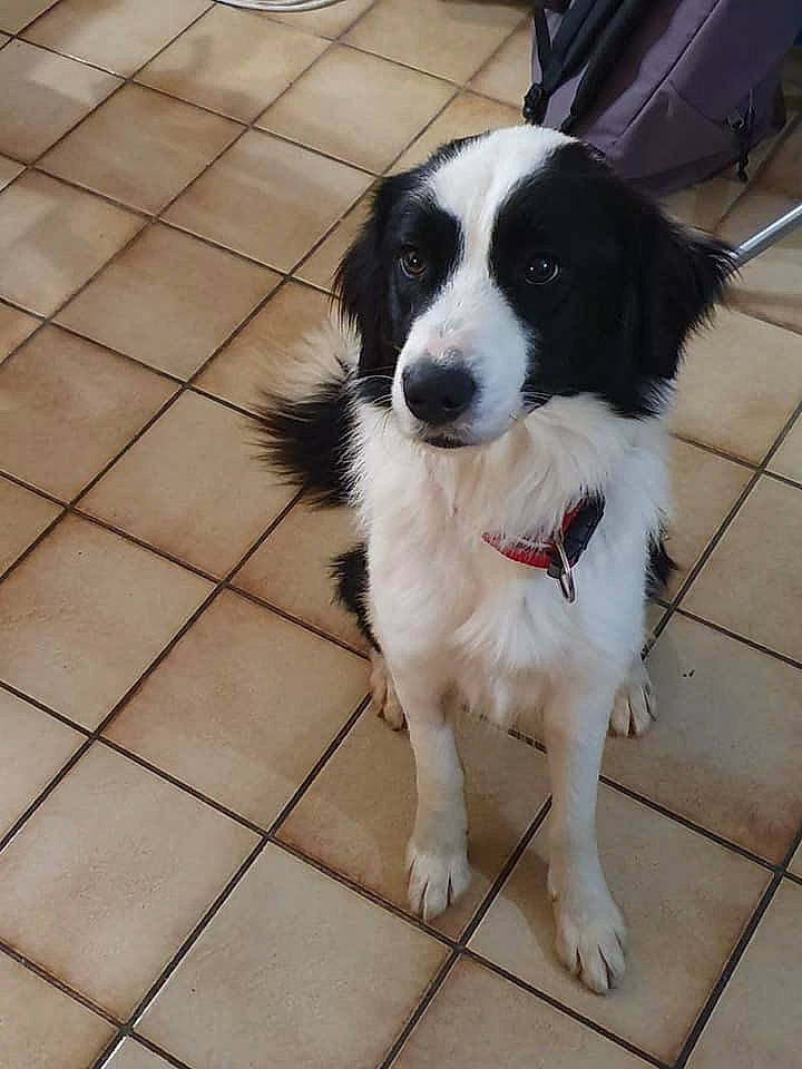 Haribo participe au concours pour gagner de l'argent avec cette photo : australian_collie, border_collie, bucovina_shepherd_dog, canidae, carnivore, companion_dog, dog, dog_breed, herding_dog, karakachan_dog, landseer, mammal, mucuchies, rare_breed_dog, snout, sporting_group, stabyhoun, tornjak, vertebrate, working_dog