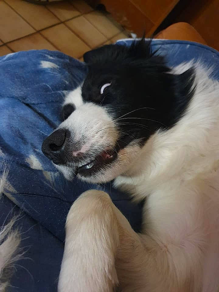 Haribo a rejoint le concours — aidez-le/la à gagner de superbes lots ! australian_shepherd, border_collie, canidae, carnivore, companion_dog, dog, dog_breed, landseer, mammal, puppy, snout, sporting_group, tornjak, vertebrate