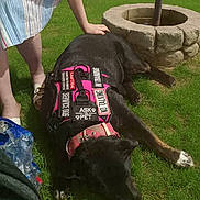 Apache joined the competition — help win amazing prizes! animal, black_dog, canine, collar, dog, dress, grass, greenery, hand, outdoor, paw, person, pet, relaxed, resting, service_dog, stone_planter, striped_clothing, sunlight, vest