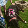 animal, black_dog, canine, collar, dog, dress, grass, greenery, hand, outdoor, paw, person, pet, relaxed, resting, service_dog, stone_planter, striped_clothing, sunlight, vest