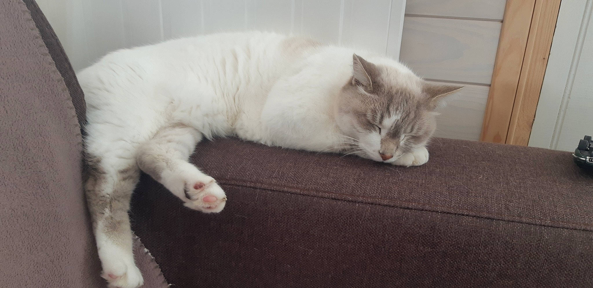 Mousse participe au concours pour gagner de l'argent avec cette photo : carnivore, cat, claw, comfort, fawn, felidae, fur, paw, small_to_medium_sized_cats, snout, tail, terrestrial_animal, vertebrate, whiskers