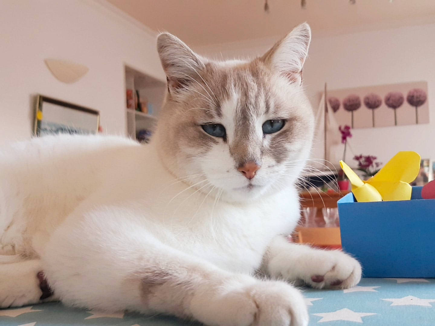 Mousse a rejoint le concours — aidez-le/la à gagner de superbes lots ! carnivore, cat, cat_furniture, cat_supply, claw, domestic_short_haired_cat, fang, fawn, felidae, fur, paw, pet_supply, photo_caption, small_to_medium_sized_cats, snout, tail, whiskers