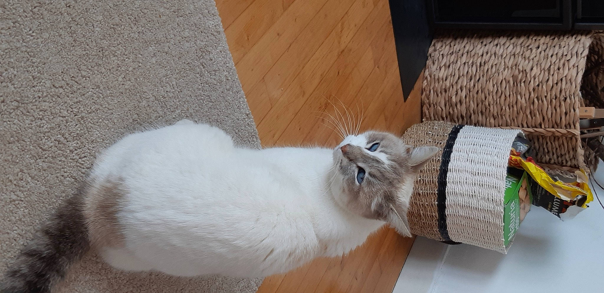 Mousse participe au concours pour gagner de l'argent avec cette photo : animal_shelter, balinese, box, carnivore, cat, cat_supply, claw, comfort, domestic_short_haired_cat, fawn, felidae, flooring, fur, hardwood, paw, pet_supply, small_to_medium_sized_cats, tail, whiskers, wood