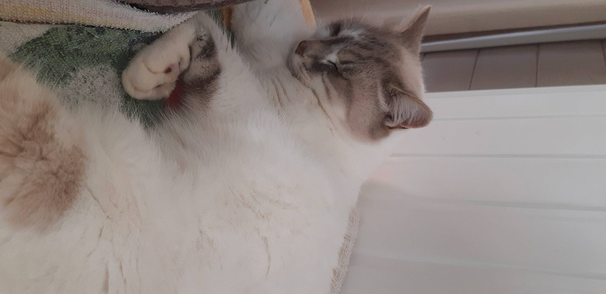 Mousse participe au concours pour gagner de l'argent avec cette photo : carnivore, cat, felidae, fur, iris, small_to_medium_sized_cats, snout, terrestrial_animal, vertebrate, whiskers