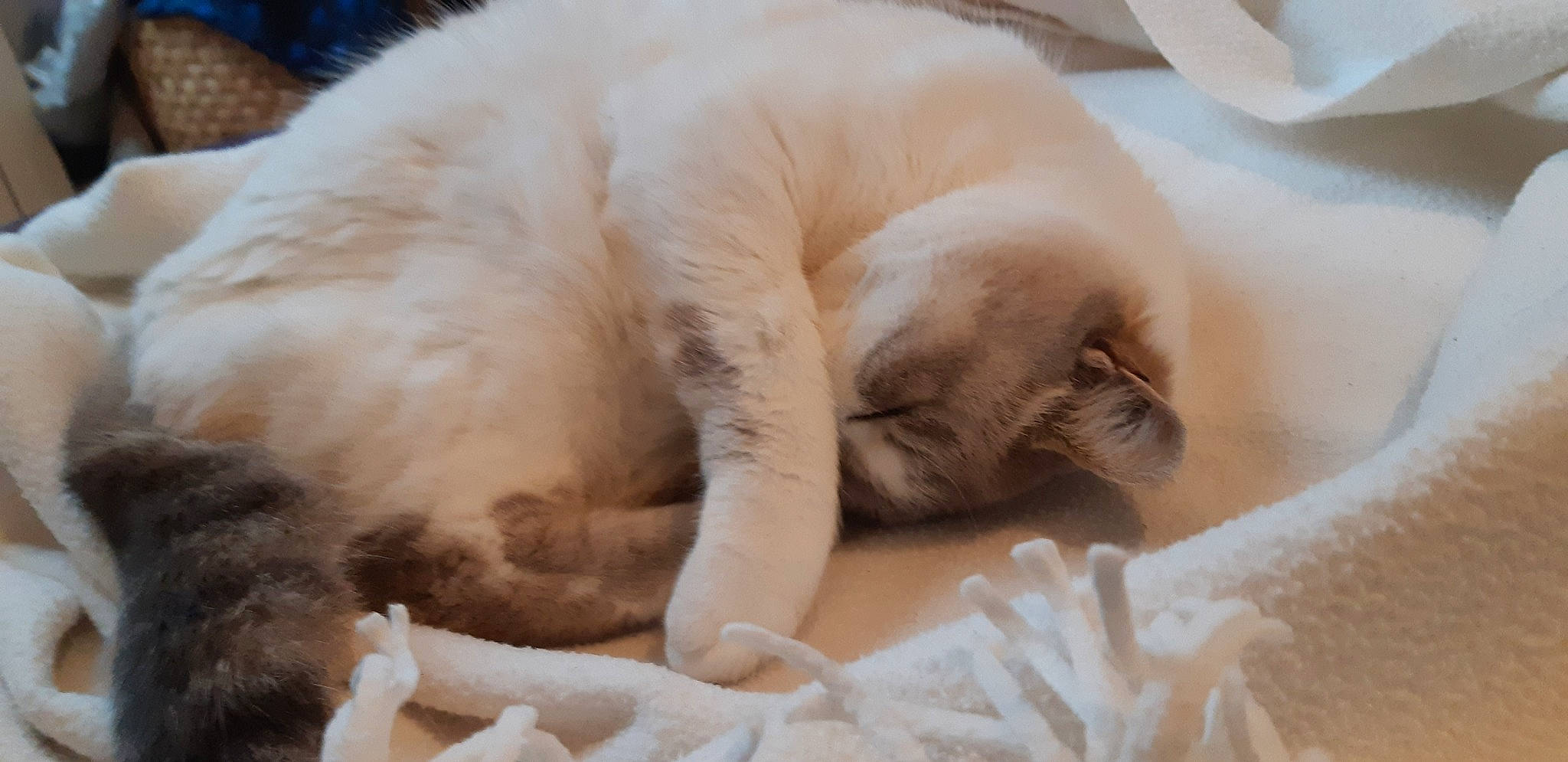 Mousse participe au concours pour gagner de l'argent avec cette photo : beige, carnivore, cat, claw, comfort, fawn, felidae, fur, nap, paw, sleep, small_to_medium_sized_cats, snout, terrestrial_animal, whiskers