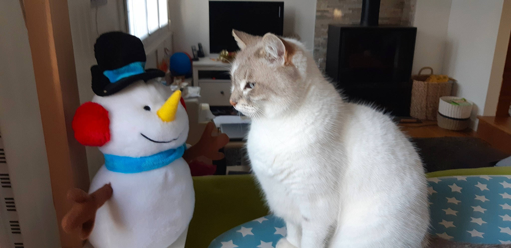 Mousse participe au concours pour gagner de l'argent avec cette photo : carnivore, cat, costume_hat, curtain, felidae, fictional_character, fur, home, home_accessories, plush, room, small_to_medium_sized_cats, snowman, stuffed_toy, toy, vertebrate, whiskers, window_covering, window_treatment