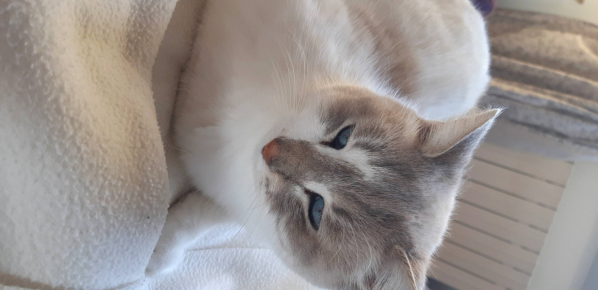 Mousse a rejoint le concours — aidez-le/la à gagner de superbes lots ! beige, carnivore, cat, domestic_short_haired_cat, fawn, felidae, fur, singapura, small_to_medium_sized_cats, snout, vertebrate, whiskers