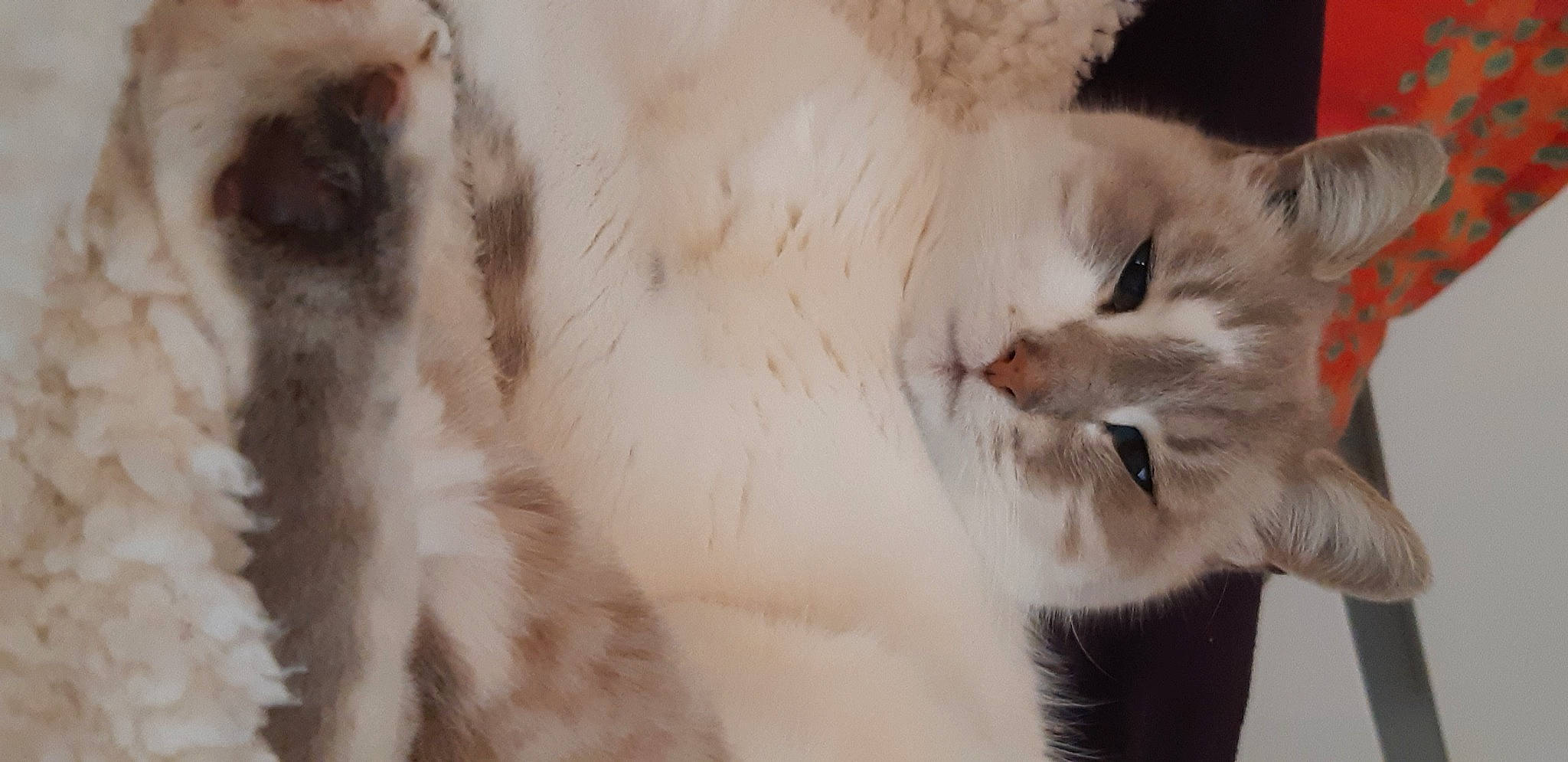 Mousse a rejoint le concours — aidez-le/la à gagner de superbes lots ! beige, carnivore, cat, facial_expression, fawn, felidae, fur, iris, small_to_medium_sized_cats, snout, terrestrial_animal, vertebrate, whiskers