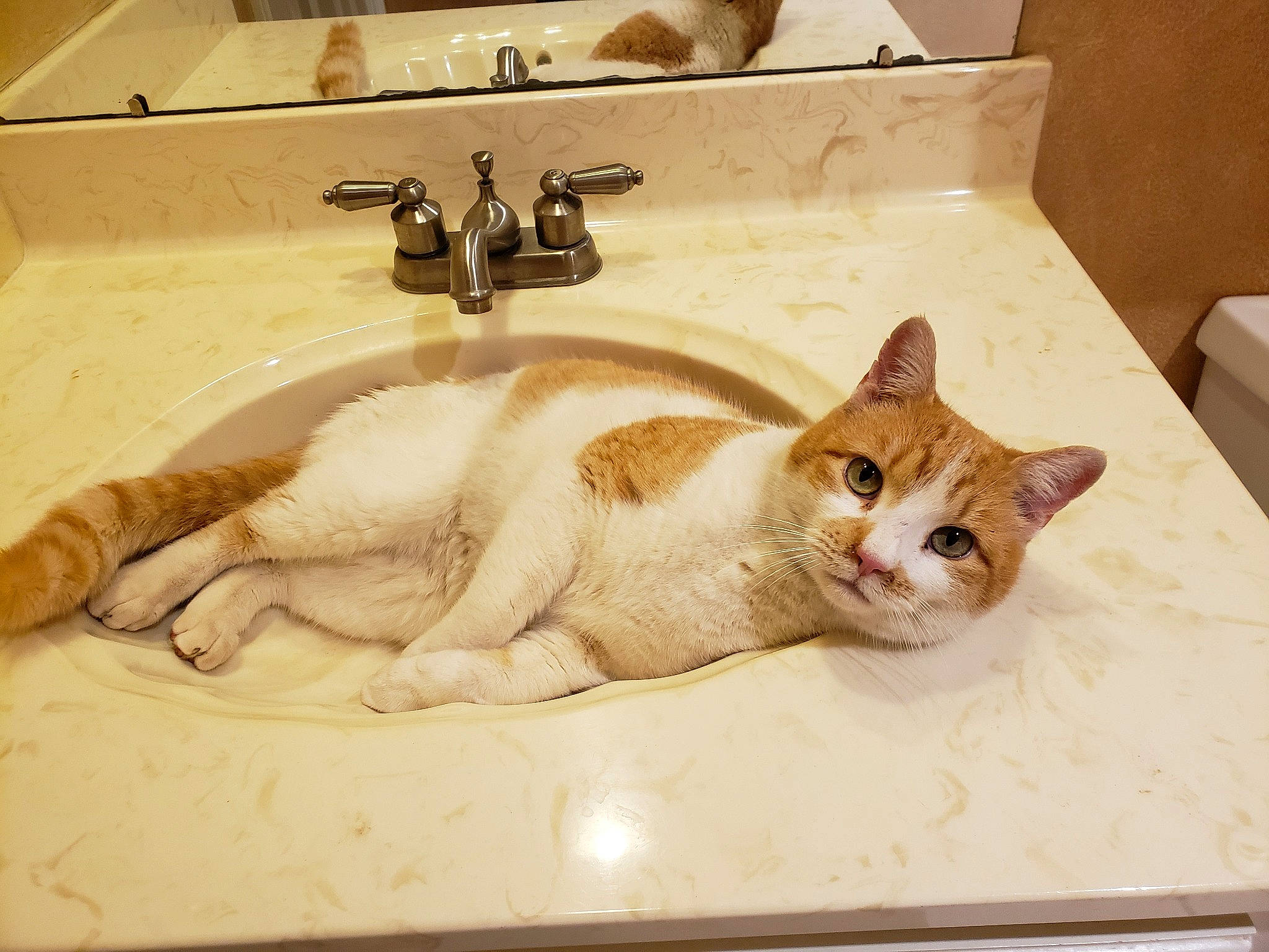 Pumpkin joined the competition — help win amazing prizes! bathroom_sink, carnivore, cat, cat_supply, comfort, domestic_short_haired_cat, felidae, fur, linens, pet_supply, plumbing, plumbing_fixture, rectangle, room, sink, small_to_medium_sized_cats, tail, tap, whiskers, window