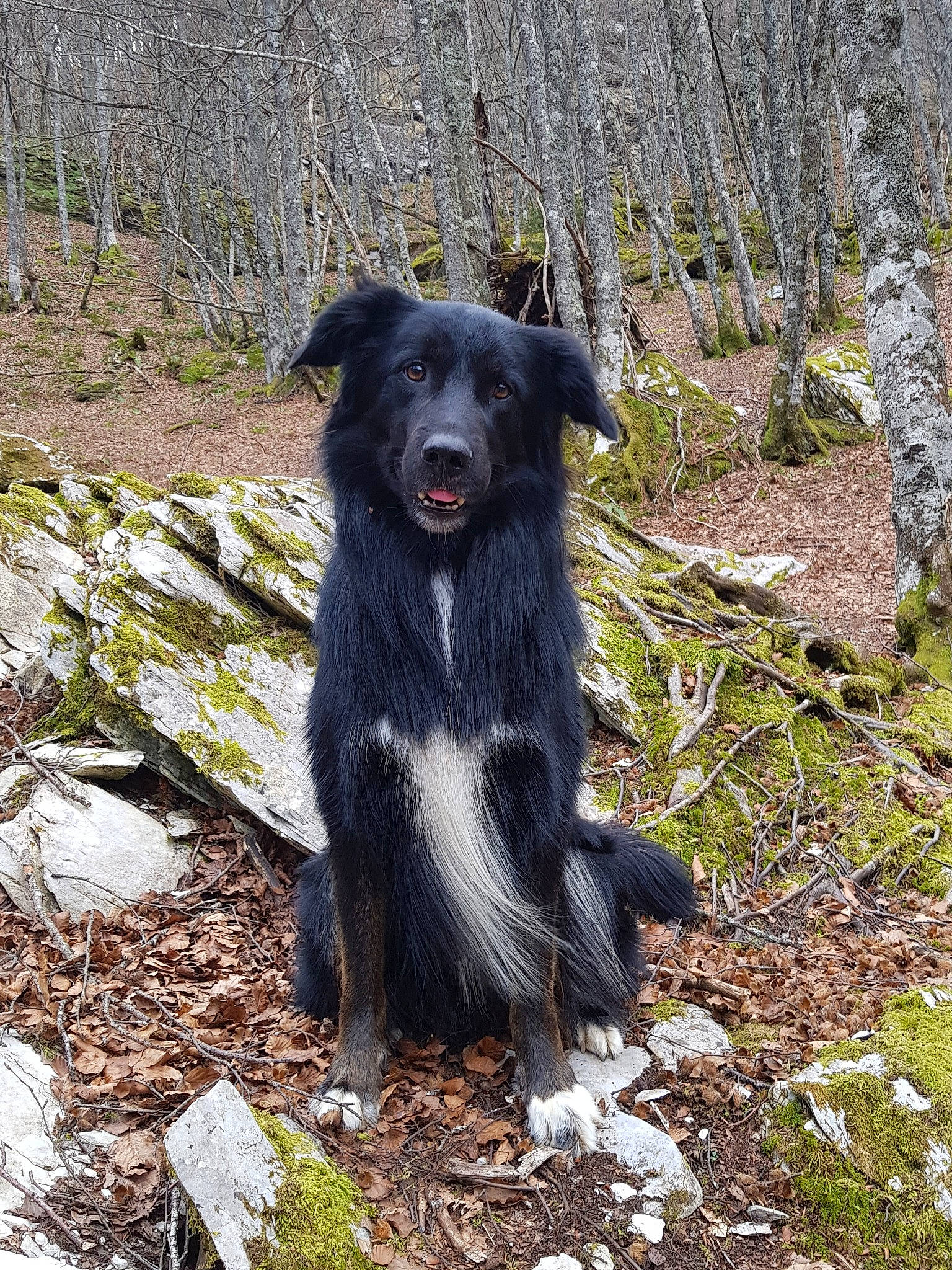 Neïko a rejoint le concours — aidez-le/la à gagner de superbes lots ! borador, canidae, carnivore, companion_dog, dog, dog_breed, fur, hunting_dog, plant, sporting_group, tail, terrestrial_animal, tree, working_animal