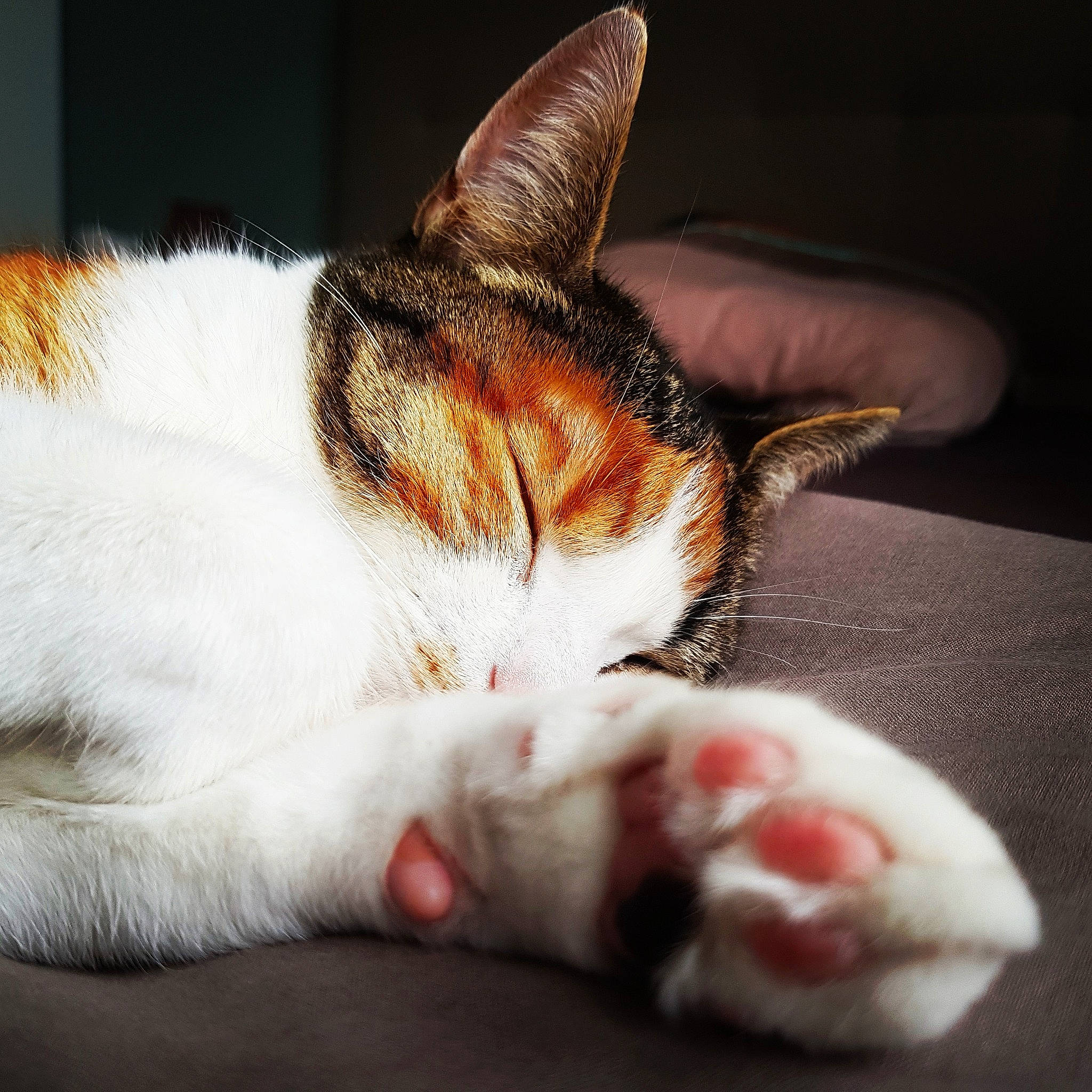 Pixie a rejoint le concours — aidez-le/la à gagner de superbes lots ! carnivore, cat, claw, close_up, comfort, darkness, domestic_short_haired_cat, felidae, foot, fur, nap, paw, sleep, small_to_medium_sized_cats, snout, tail, terrestrial_animal, whiskers, wildlife