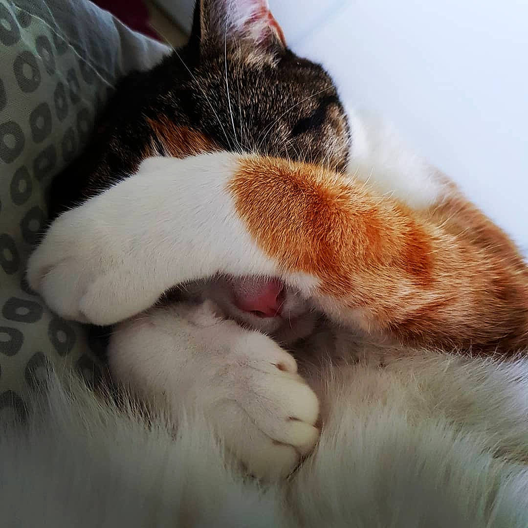 Pixie participe au concours pour gagner de l'argent avec cette photo : art, carnivore, cat, claw, comfort, couch, domestic_short_haired_cat, fawn, felidae, fur, grass, linens, nap, paw, sleep, small_to_medium_sized_cats, snout, tail, textile, whiskers