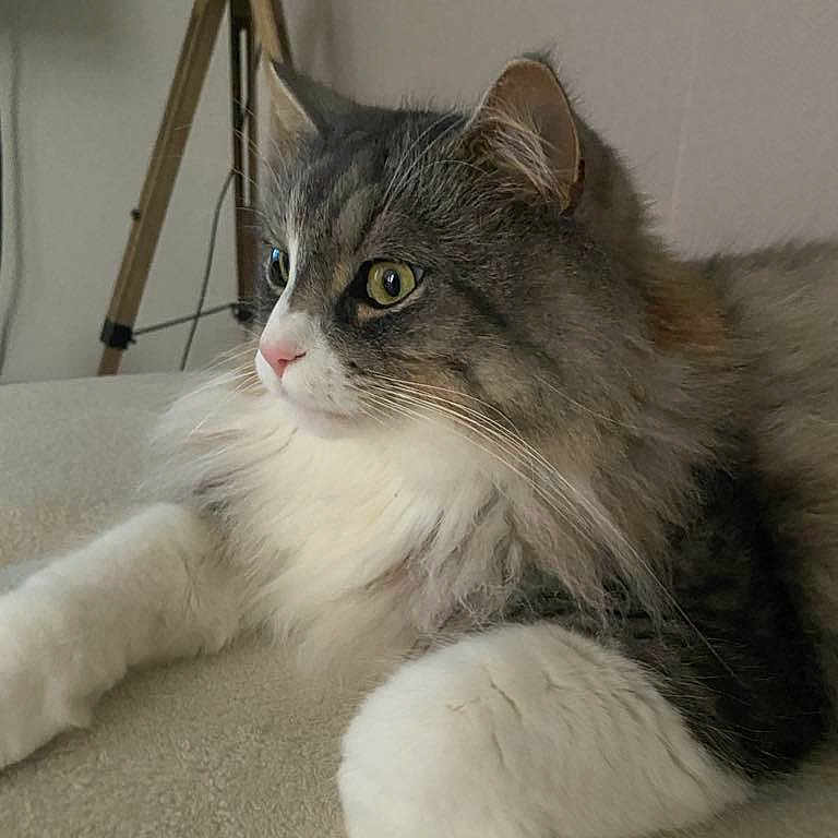Hollywood participe au concours pour gagner de l'argent avec cette photo : abyssinian, angora, animal, cat, couch, face, furniture, hardwood, head, indoors, interiordesign, kitten, manx, person, pet, photography, portrait, table, tripod, wood