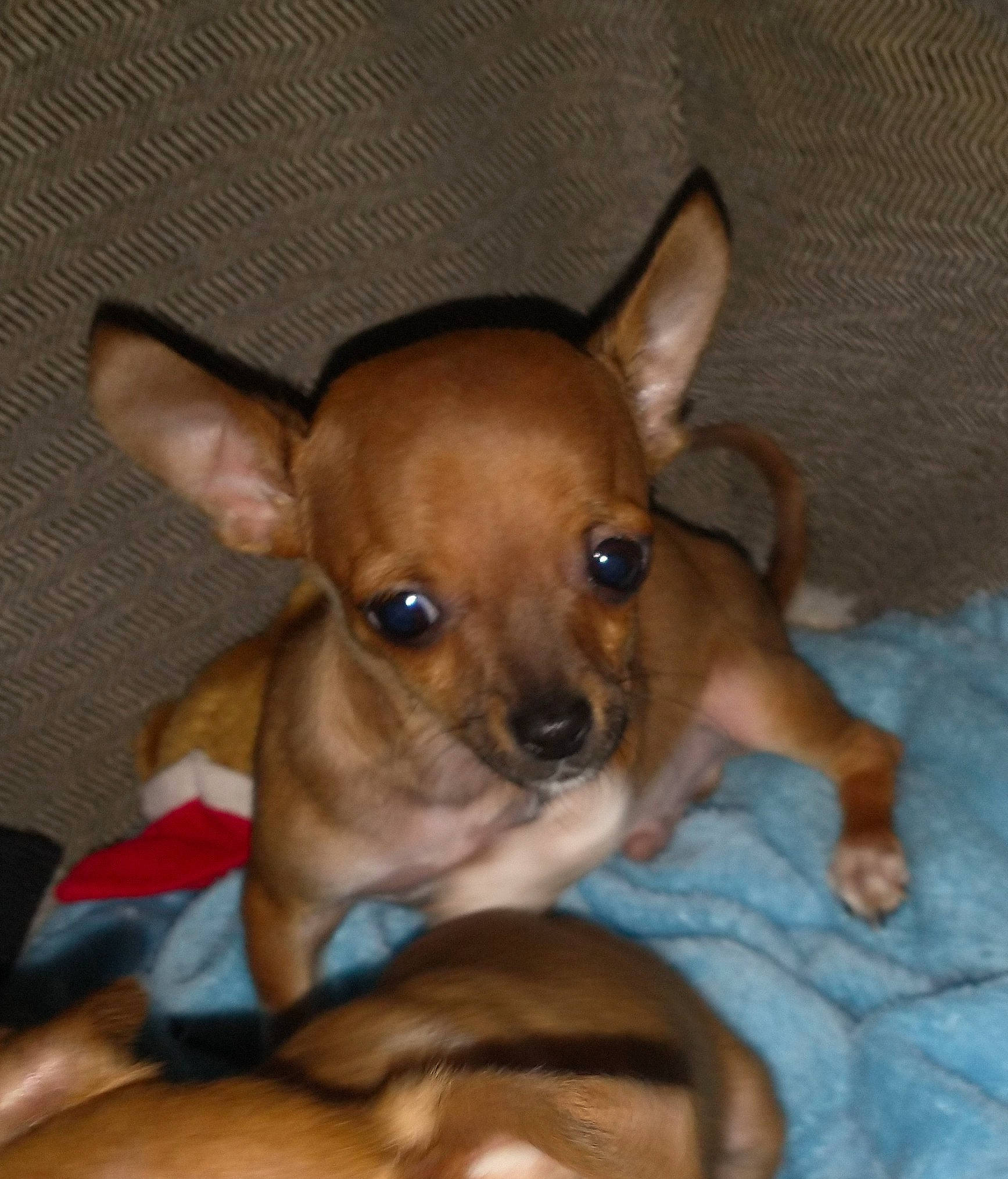 Rascal is registered to the contest to win money with this photo: canidae, carnivore, companion_dog, dog, dog_breed, dog_supply, ear, fawn, fur, non_sporting_group, puppy, snout, sporting_group, terrestrial_animal, toy_dog, whiskers, working_animal