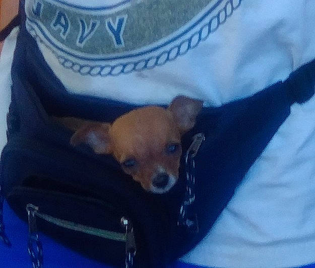 Sassy joined the competition — help win amazing prizes! bag, canidae, carnivore, chihuahua, comfort, companion_dog, dog, dog_breed, dog_supply, electric_blue, fawn, fur, linens, sleeve, snout, sporting_group, sunglasses, textile, toy_dog, whiskers