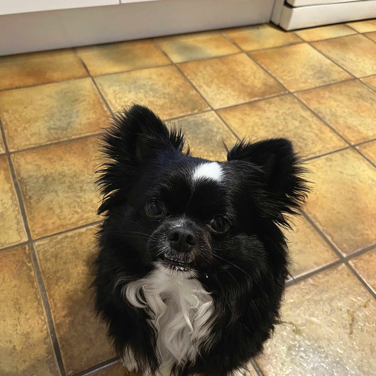 Charly participe au concours pour gagner de l'argent avec cette photo : affenpinscher, animal, canine, cockerspaniel, dog, eskimodog, flagstone, hardwood, indoors, interiordesign, papillon, path, pet, poodle, puppy, slate, terrier, tile, walkway, wood