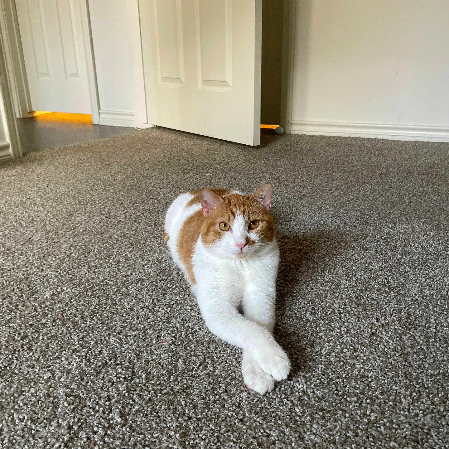 Michael Ralph is registered to the contest to win money with this photo: animal, carpet, cat, cute, domestic_cat, door, ears, eyes, feline, floor, fur, home, indoor, orange_and_white, paws_crossed, pet, quiet, relaxed, resting, whiskers
