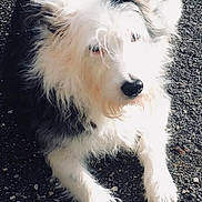 Mya a rejoint le concours — aidez-le/la à gagner de superbes lots ! dog, animal, fluffy, white_fur, black_fur, outdoor, pet, mammal, fur, face, paw, canine, looking_up, close_up, sunlight, shadow, texture, ground, nature, adorable