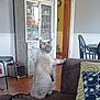 animal, cabinet, cat, chair, couch, curious, decor, doorway, furniture, home, indoor, living_room, paw, pet, pillow, relaxed, standing, table, window_reflection, wooden_floor