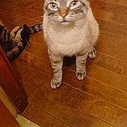 Luna joined the competition — help win amazing prizes! animal, background, blur, brown, cat, curious, domestic, door, ears, feline, flooring, fur, indoor, light, pet, standing, tail, two_cats, whiskers, wooden_floor