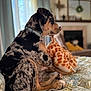 Deacon joined the competition — help win amazing prizes! dog, indoor, plush_toy, giraffe_toy, bed, quilt, curtains, living_room, furniture, collar, pet, animal, sitting, comfort, patterned, domestic, relaxation, soft_light, toy, fur