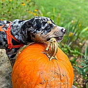 Deacon is registered to the contest to win money with this photo: puppy, dog, pumpkin, orange, harness, outdoor, grass, flower, greenery, stem, bite, speckled_coat, blue_eyes, autumn, playful, garden, nature, animal, closeup, cute