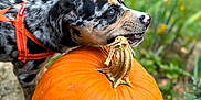 Deacon is registered to the contest to win money with this photo: animal, autumn, bite, blue_eyes, closeup, cute, dog, flower, garden, grass, greenery, harness, nature, orange, outdoor, playful, pumpkin, puppy, speckled_coat, stem